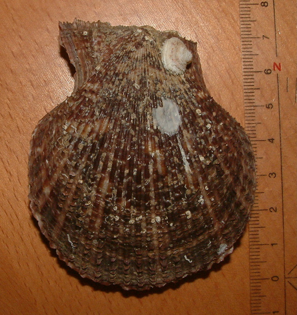 Fusinus syracusanus